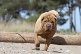 SHAR-PEI 240